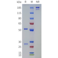 Anti-TGM2(zampilimab biosimilar) mAb – Figure 1 of 1