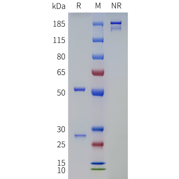 Anti-TGM2(zampilimab biosimilar) mAb – Figure 1 of 1