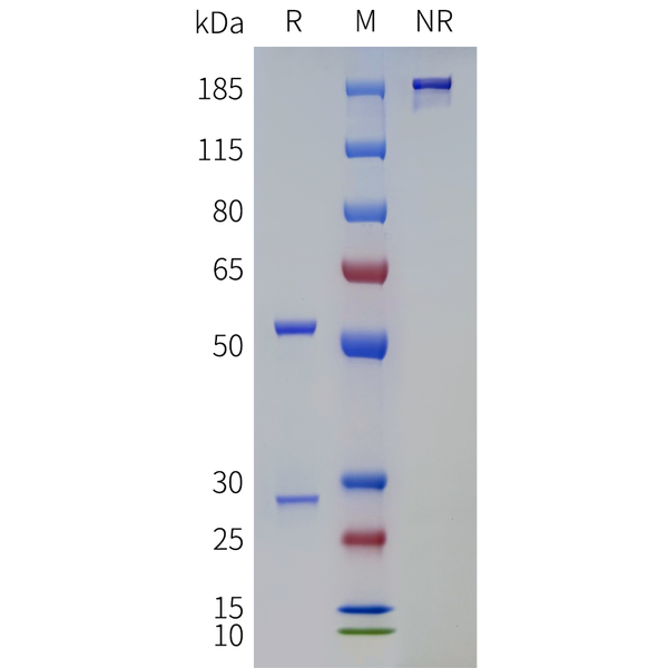 Anti-TRBV9(seniprutug biosimilar) mAb – Figure 1 of 1