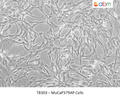 MuCaP379AP Cells | Applied Biological Materials (abm)
