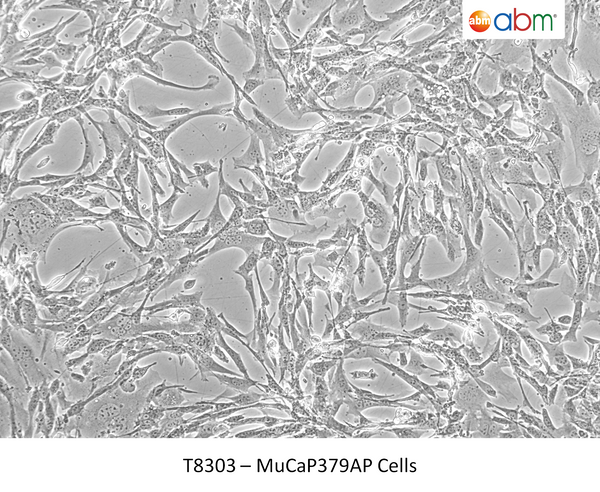 MuCaP379AP Cells | Applied Biological Materials (abm)