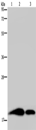REG3G Polyclonal Antibody – Figure 1 of 4
