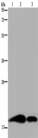 REG3G Polyclonal Antibody – Figure 1 of 4