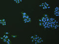 VNN1 Polyclonal Antibody – Figure 1 of 3