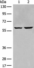 EBF2 Polyclonal Antibody – Figure 1 of 2