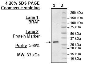BRAF, His-Tag (High Expression) Recombinant – Figure 1 of 1