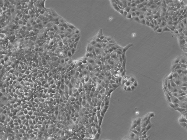 BRL-3A cell