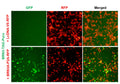 BRN3 Reporter Lentivirus – Figure 1