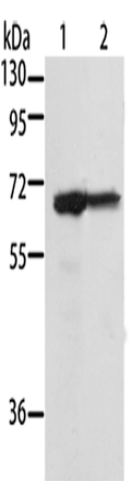 MSN Polyclonal Antibody – Figure 1 of 4