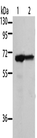 MSN Polyclonal Antibody – Figure 1 of 4
