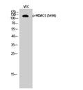 Phospho-HDAC5 (Ser498) Polyclonal Antibody – Figure 1 of 2