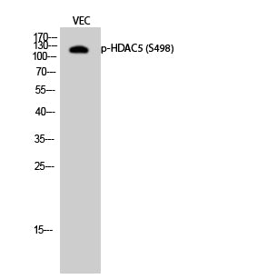 Phospho-HDAC5 (Ser498) Polyclonal Antibody – Figure 1 of 2