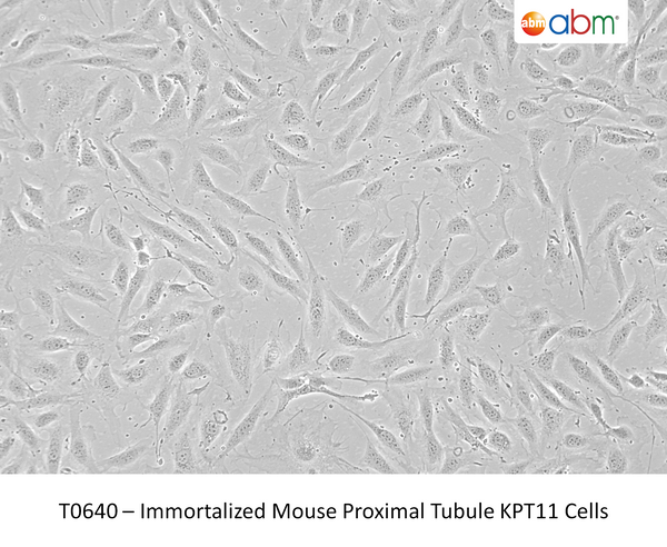 Immortalized Mouse Proximal Tubule KPT11 Cells – Figure 1 of 1