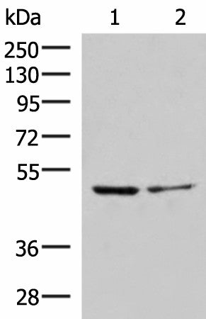 ECSIT Polyclonal Antibody – Figure 1 of 4