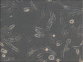 C127 cell