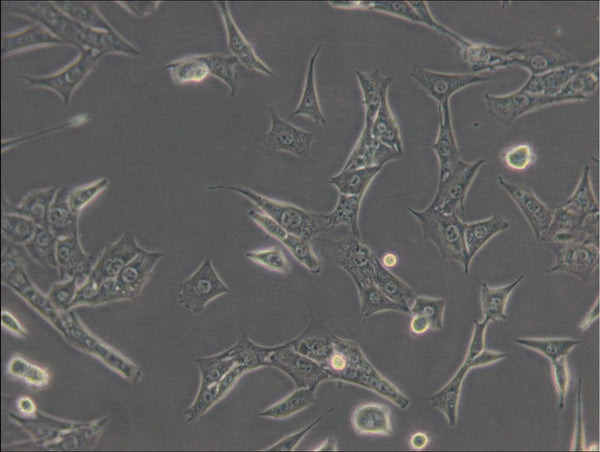 C127 cell