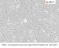 Immortalized Human Hair Follicle Dermal Papilla Cells - HPV E6/E7 | Applied Biological Materials (abm)