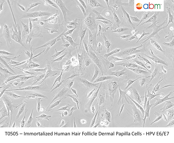 Immortalized Human Hair Follicle Dermal Papilla Cells - HPV E6/E7 | Applied Biological Materials (abm)