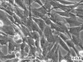 C2C12 cell