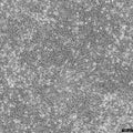 C6 cell