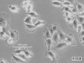 C643 cell