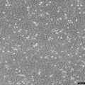 C918 cell