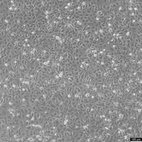 C918 cell