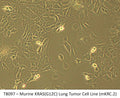 Murine KRAS(G12C) Lung Tumor Cell Line (mKRC.2) | Applied Biological Materials (abm)