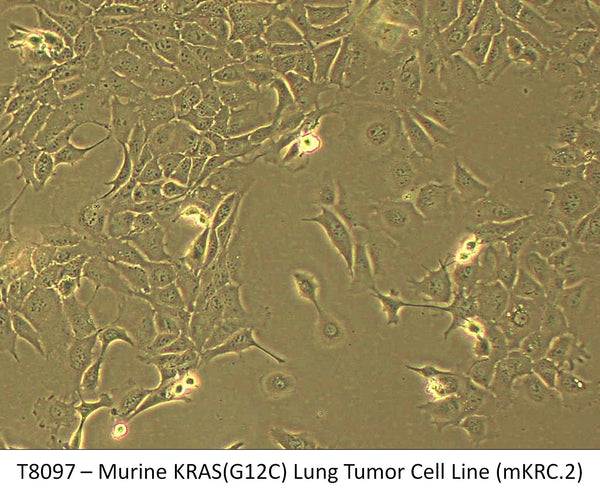 Murine KRAS(G12C) Lung Tumor Cell Line (mKRC.2) | Applied Biological Materials (abm)