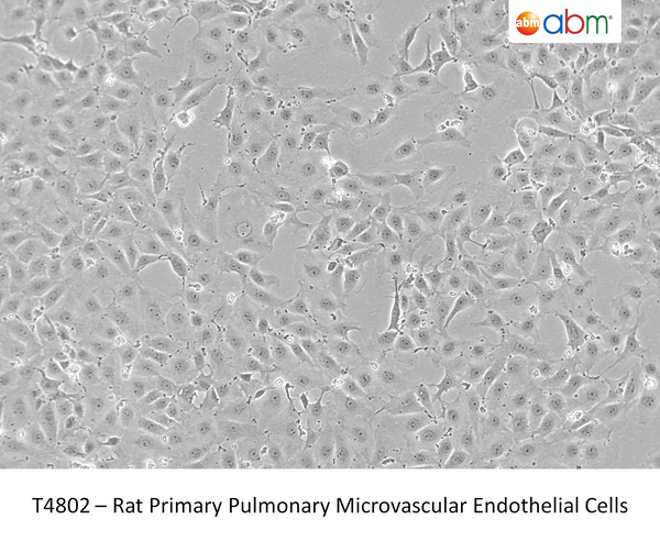 Rat Primary Pulmonary Microvascular Endothelial Cells | Applied Biological Materials (abm)