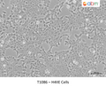 H4IIE Cells – Figure 1 of 1
