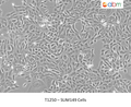 SUM149 Cells | Applied Biological Materials (abm)