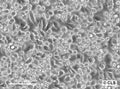 CaD2 cell