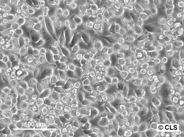 CaD2 cell