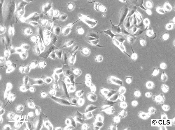 Caki-2 cell