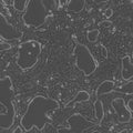 Capan-1 cell