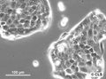 Capan-2 cell