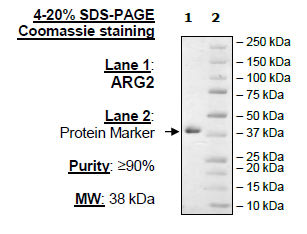 ARG2, His-Tag Recombinant – Figure 1 of 2