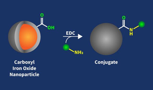 Carboxyl Iron Oxide Nanoparticles Conjugation Kit – Figure 1 of 1