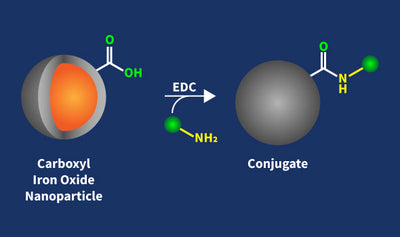 Carboxyl Iron Oxide Nanoparticles Conjugation Kit
