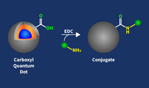 Carboxyl Quantum Dots Conjugation Kit – Figure 1 of 1