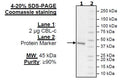 CBL-c, FLAG-Tag Recombinant – Figure 1 of 1