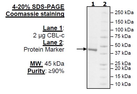 CBL-c, FLAG-Tag Recombinant – Figure 1 of 1