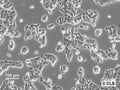 CC531 cell