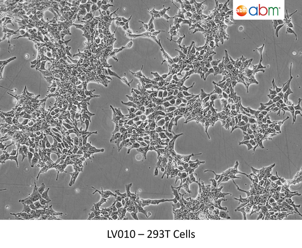 293T Cells | Applied Biological Materials (abm)