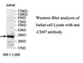 Anti-CD47 Antibody – Figure 1 of 1