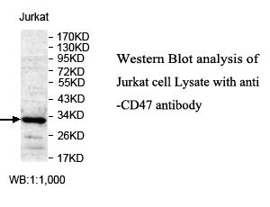 Anti-CD47 Antibody – Figure 1 of 1