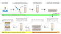 Immortalized European Sea Bass Brain Cells (DLB-1) | Applied Biological Materials (abm)