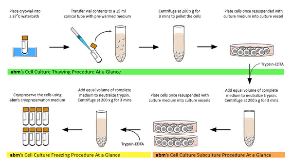 Immortalized European Sea Bass Brain Cells (DLB-1) | Applied Biological Materials (abm)