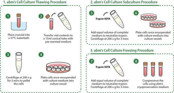 Human ACE2 Stable Expressing 293 Cell Line | Applied Biological Materials (abm)
